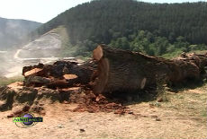 Posečen hrast na Savincu Posečen hrast na Savincu